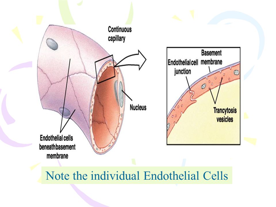 Note the individual Endothelial Cells