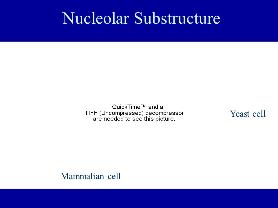 total rna production (fluorouridine pulse)       nucleolar