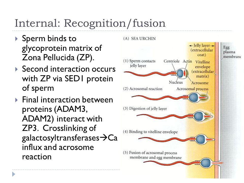 Multiple internal sperm — photo 8
