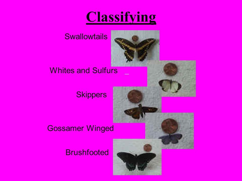 Classifying Swallowtails Whites and Sulfurs Skippers Gossamer Winged Brushfooted