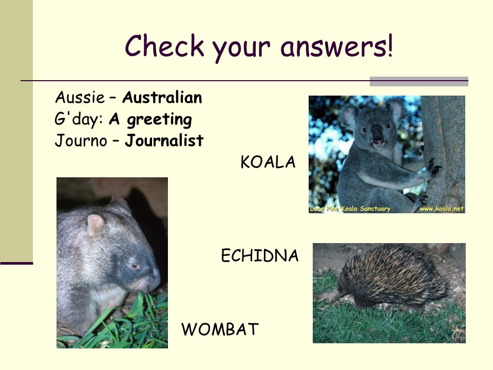 Check your answers! Aussie – Australian G day: A greeting Journo – Journalist KOALA WOMBAT ECHIDNA