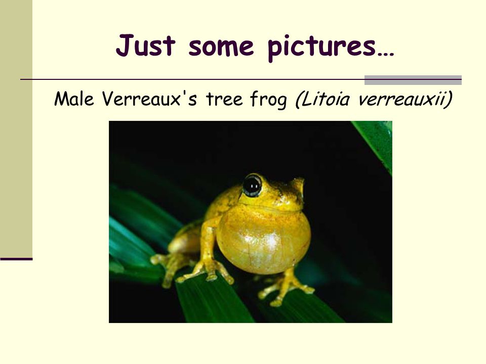 Just some pictures… Male Verreaux s tree frog (Litoia verreauxii)