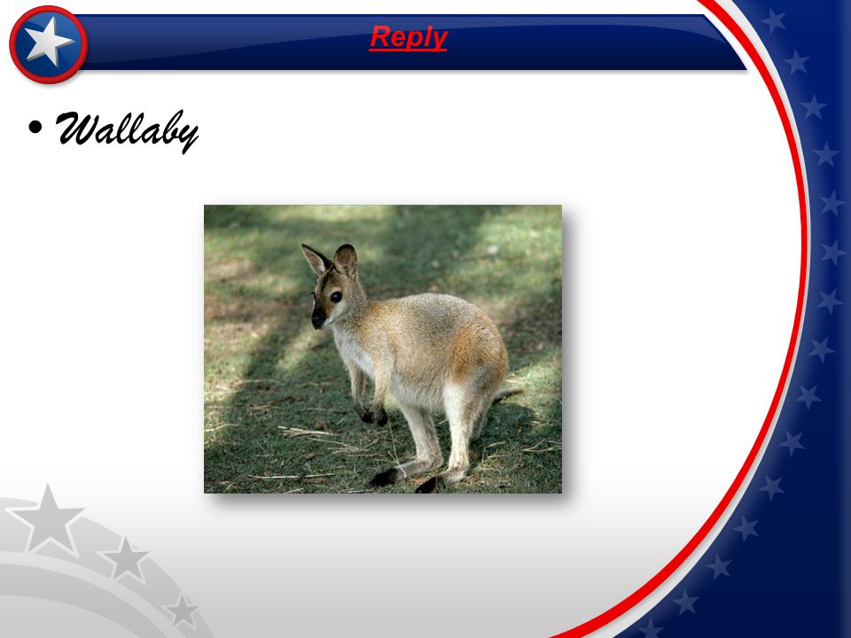 d Reply Wallaby