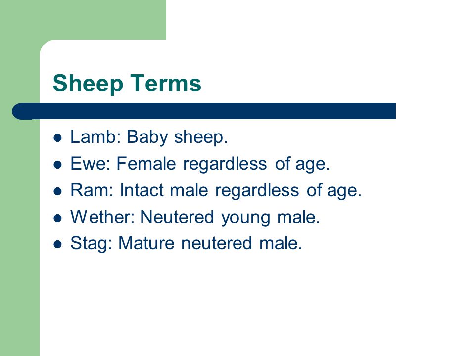 Sheep Terms Lamb: Baby sheep. Ewe: Female regardless of age.