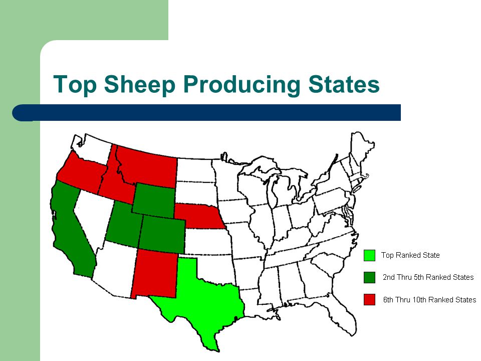 Top Sheep Producing States