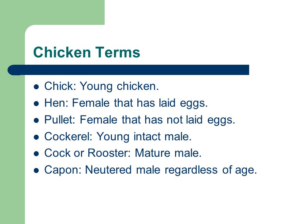 Chicken Terms Chick: Young chicken. Hen: Female that has laid eggs.