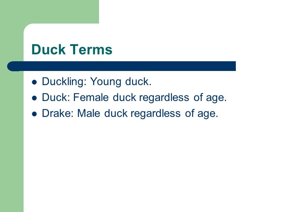 Duck Terms Duckling: Young duck. Duck: Female duck regardless of age.
