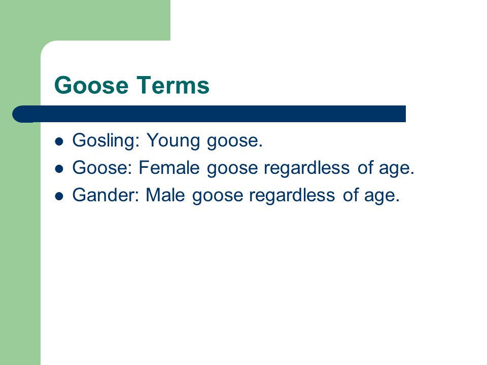 Goose Terms Gosling: Young goose. Goose: Female goose regardless of age.