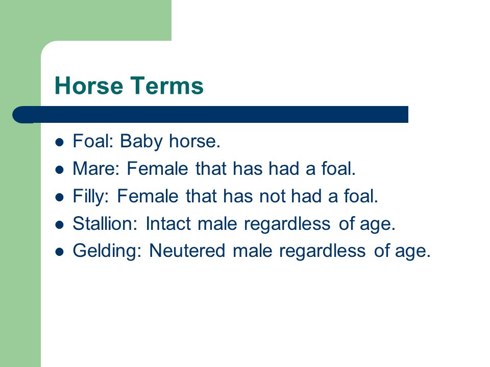 Horse Terms Foal: Baby horse. Mare: Female that has had a foal.