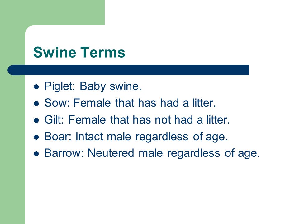 Swine Terms Piglet: Baby swine. Sow: Female that has had a litter.