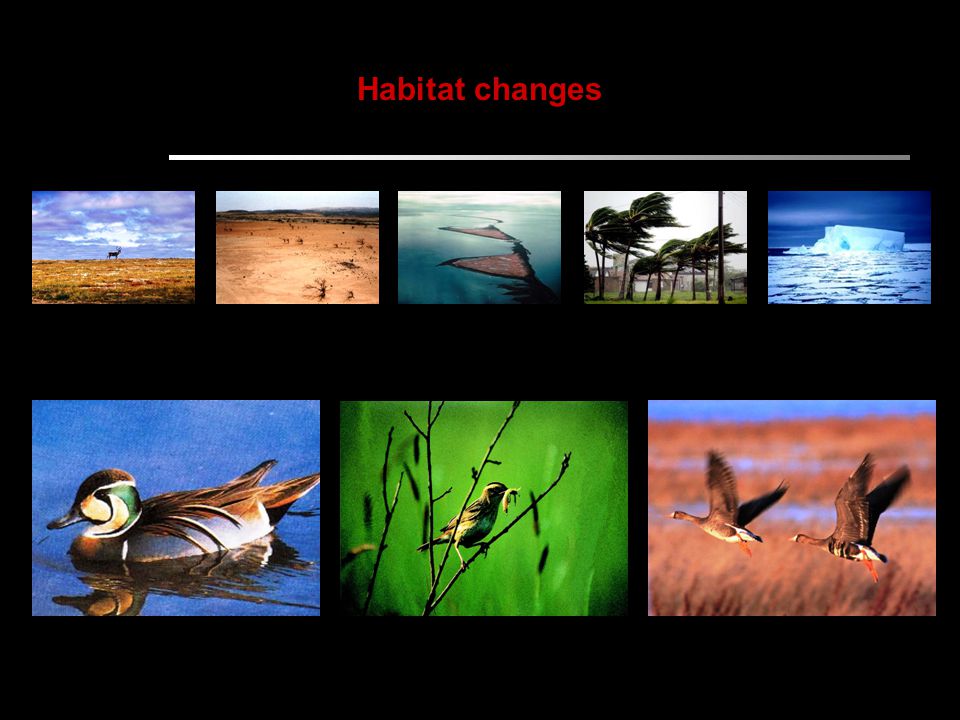 Habitat changes