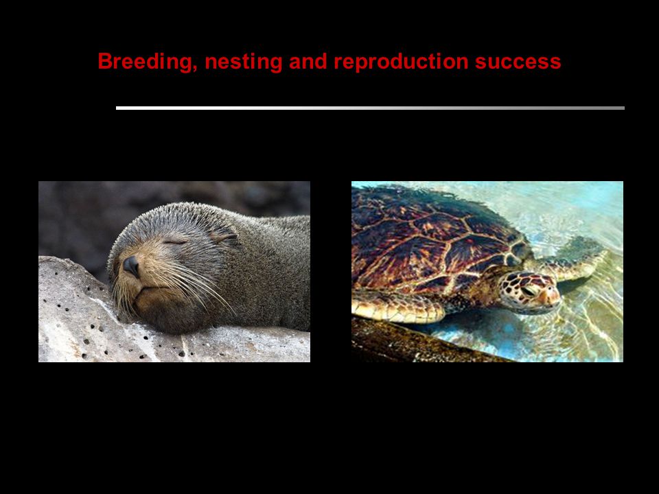 Breeding, nesting and reproduction success