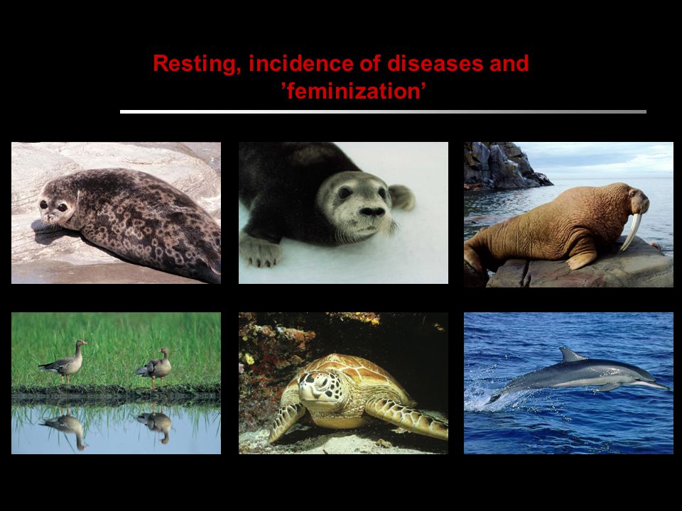 Resting, incidence of diseases and ’feminization’
