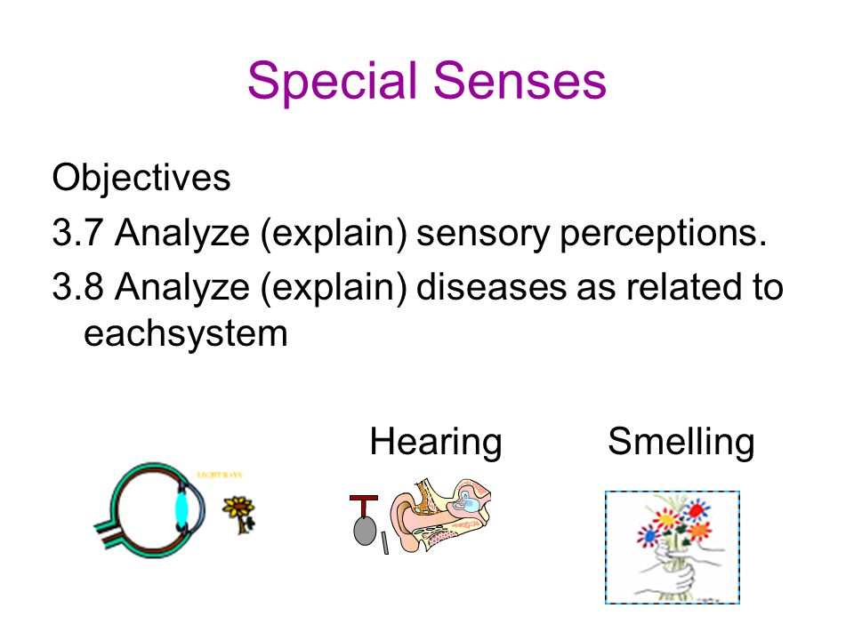 Worksheets Special Senses Worksheet turn to chapter 8 special senses complete the worksheet i see objectives 3 7 analyze explain sensory perceptions explain