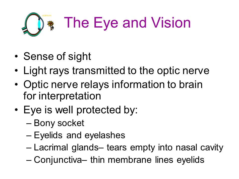 Worksheets Special Senses Worksheet turn to chapter 8 special senses complete the worksheet i see eye and vision sense of sight light rays transmitted optic nerve nerve