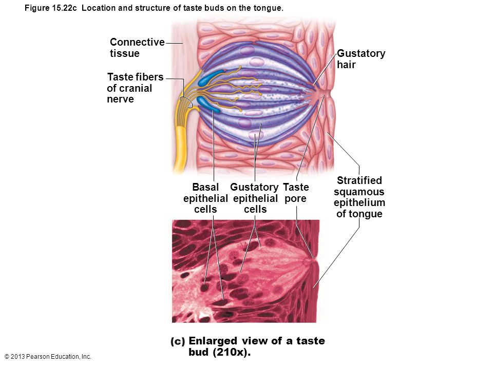 Five+Basic+Taste+Sensations inc basic taste sensations there are five basic taste sensations ...