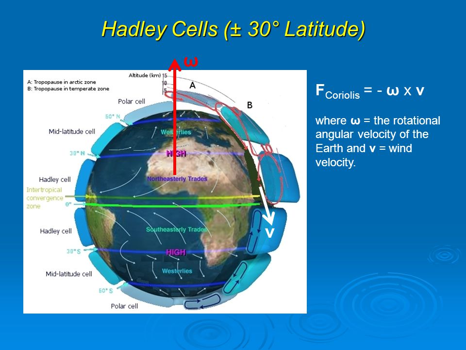 Hadley Cells (± 30° Latitude) F Coriolis = - ω x v where ω = the rotational angular velocity of the Earth and v = wind velocity.