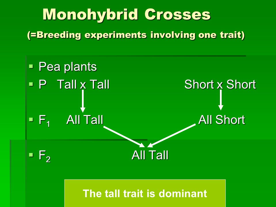 Monohybrid Crosses (=Breeding experiments involving one trait) Monohybrid Crosses (=Breeding experiments involving one trait)  Pea plants  P Tall x Tall Short x Short  F 1 All Tall All Short  F 2 All Tall The tall trait is dominant