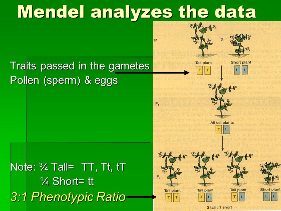Mendel analyzes the data Traits passed in the gametes Pollen (sperm) & eggs Note: ¾ Tall= TT, Tt, tT ¼ Short= tt ¼ Short= tt 3:1 Phenotypic Ratio