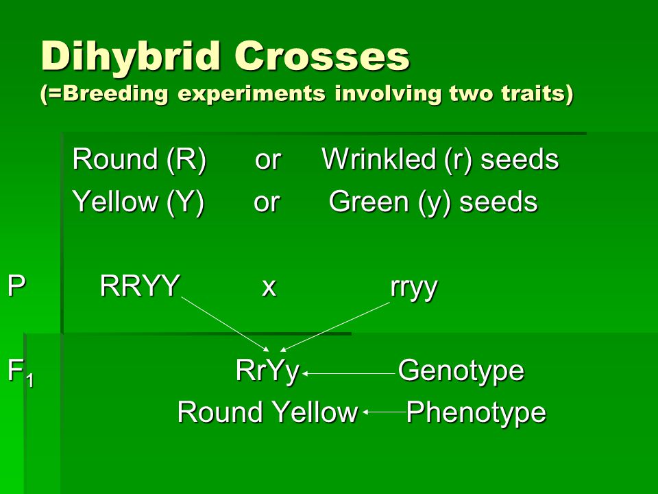 Dihybrid Crosses (=Breeding experiments involving two traits) Round (R) or Wrinkled (r) seeds Round (R) or Wrinkled (r) seeds Yellow (Y) or Green (y) seeds Yellow (Y) or Green (y) seeds P RRYY x rryy F 1 RrYy Genotype Round Yellow Phenotype Round Yellow Phenotype