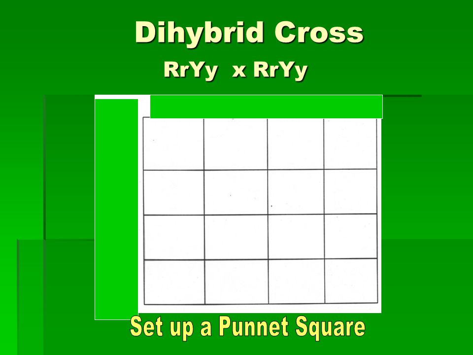 Dihybrid Cross RrYy x RrYy Dihybrid Cross RrYy x RrYy