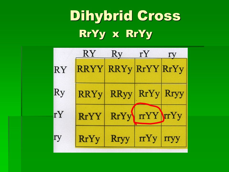 Dihybrid Cross RrYy x RrYy Dihybrid Cross RrYy x RrYy