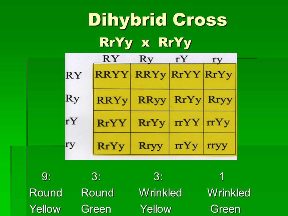 Dihybrid Cross RrYy x RrYy Dihybrid Cross RrYy x RrYy 9: 3: 3: 1 9: 3: 3: 1 Round Round Wrinkled Wrinkled Yellow Green Yellow Green