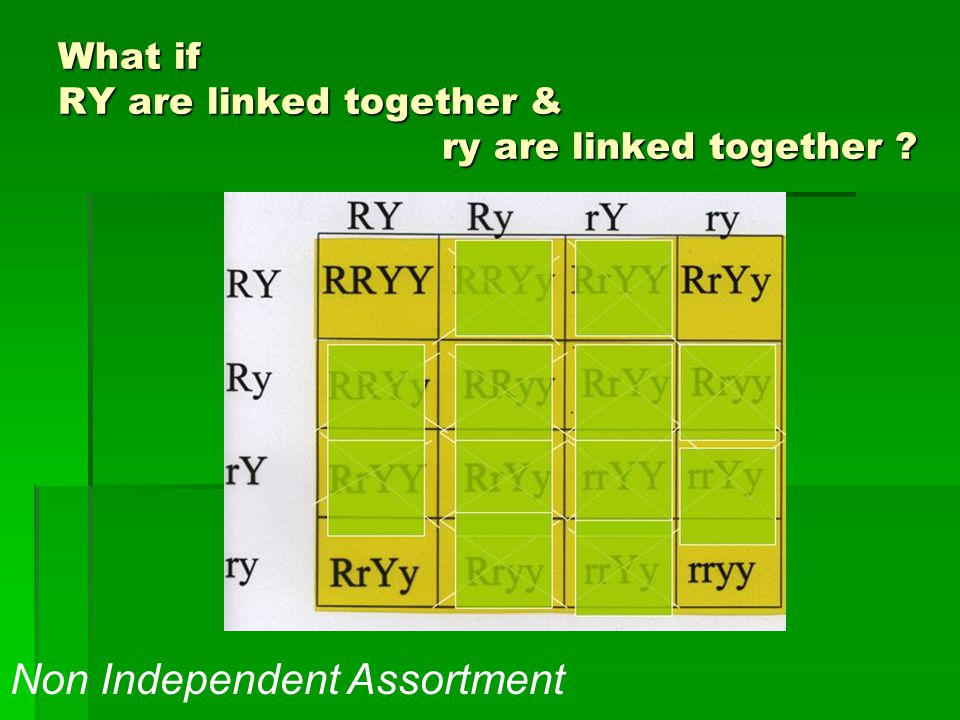 What if RY are linked together & ry are linked together Non Independent Assortment