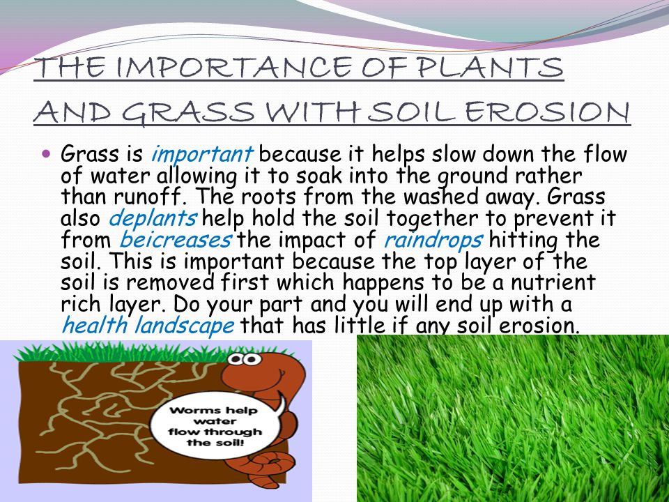 THE IMPORTANCE OF PLANTS AND GRASS WITH SOIL EROSION Grass is important because it helps slow down the flow of water allowing it to soak into the ground rather than runoff.