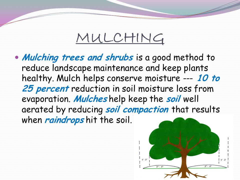 MULCHING Mulching trees and shrubs is a good method to reduce landscape maintenance and keep plants healthy.