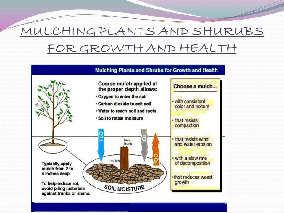 MULCHING PLANTS AND SHURUBS FOR GROWTH AND HEALTH