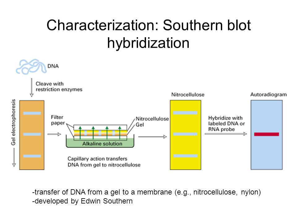 southern blot