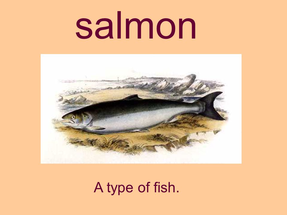 salmon A type of fish.