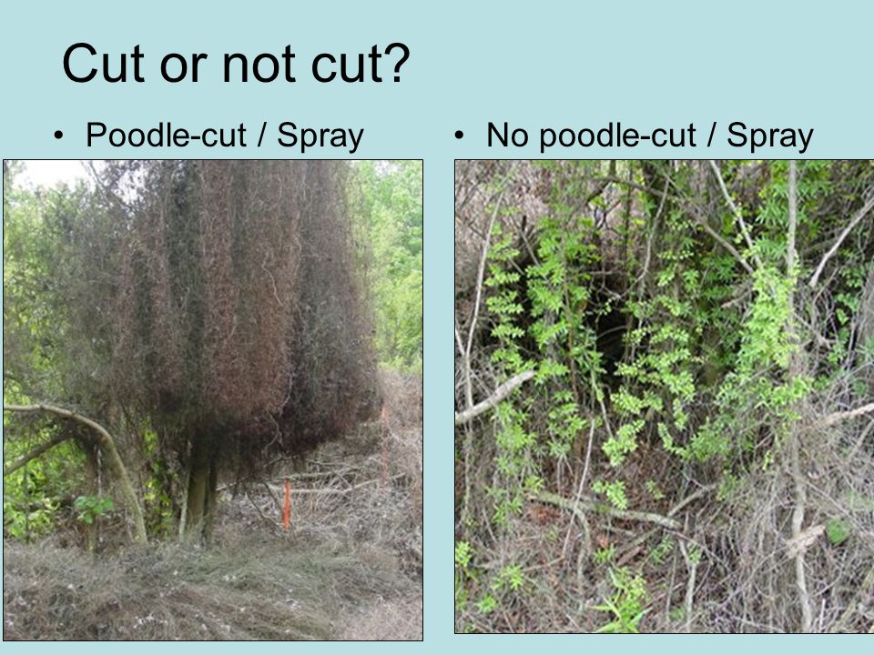 Cut or not cut Poodle-cut / SprayNo poodle-cut / Spray