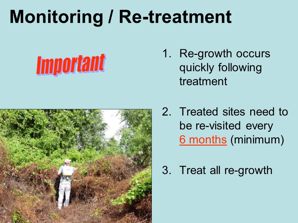 Monitoring / Re-treatment 1.Re-growth occurs quickly following treatment 2.Treated sites need to be re-visited every 6 months (minimum) 3.Treat all re-growth