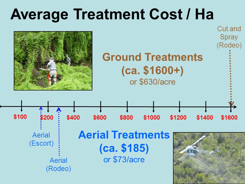 Average Treatment Cost / Ha $400$600$800$1000$1200$1400 Cut and Spray (Rodeo) Aerial (Rodeo) Aerial (Escort) Ground Treatments (ca.