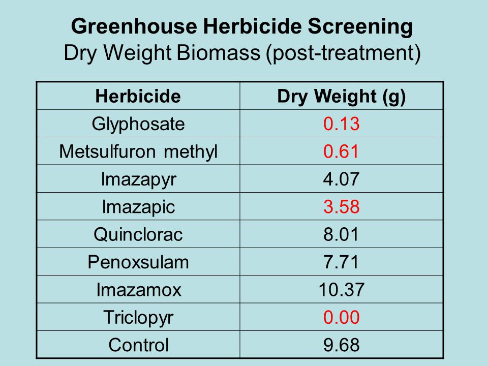 Greenhouse Herbicide Screening Dry Weight Biomass (post-treatment) HerbicideDry Weight (g) Glyphosate0.13 Metsulfuron methyl0.61 Imazapyr4.07 Imazapic3.58 Quinclorac8.01 Penoxsulam7.71 Imazamox10.37 Triclopyr0.00 Control9.68