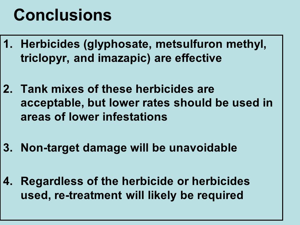 Conclusions 1.Herbicides (glyphosate, metsulfuron methyl, triclopyr, and imazapic) are effective 2.Tank mixes of these herbicides are acceptable, but lower rates should be used in areas of lower infestations 3.Non-target damage will be unavoidable 4.Regardless of the herbicide or herbicides used, re-treatment will likely be required