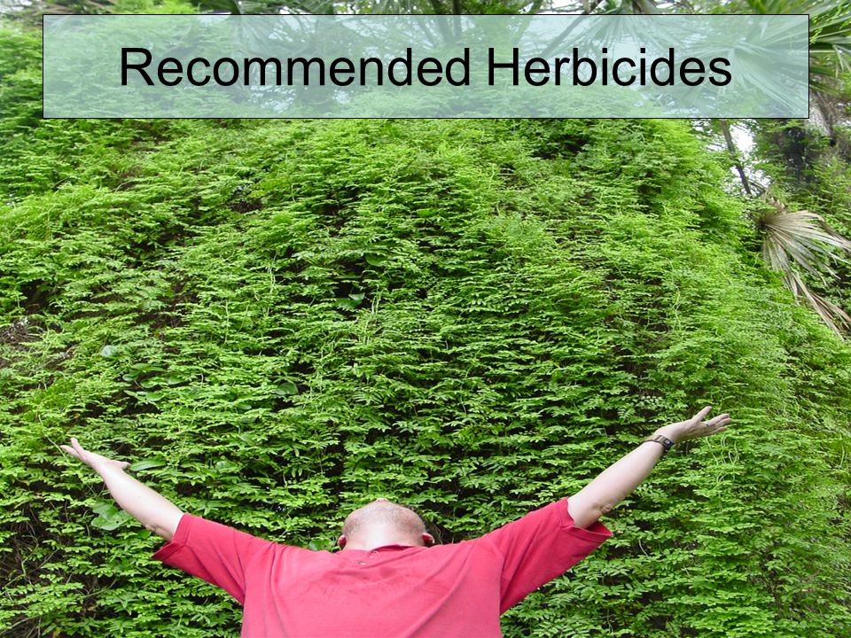 Recommended Herbicides