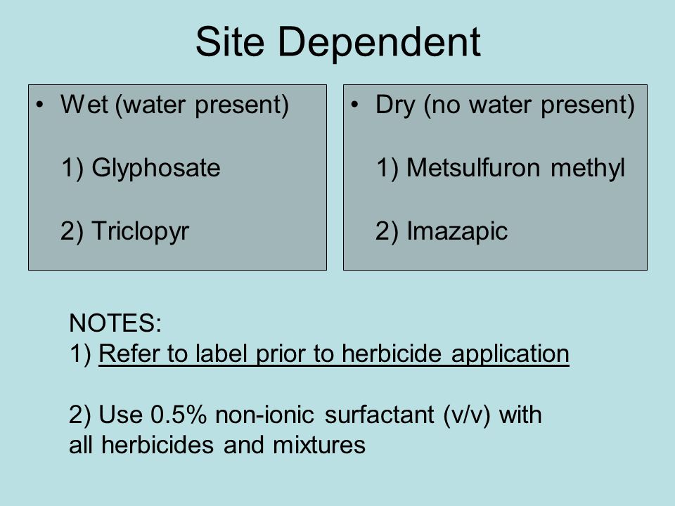Site Dependent Wet (water present) 1) Glyphosate 2) Triclopyr Dry (no water present) 1) Metsulfuron methyl 2) Imazapic NOTES: 1) Refer to label prior to herbicide application 2) Use 0.5% non-ionic surfactant (v/v) with all herbicides and mixtures