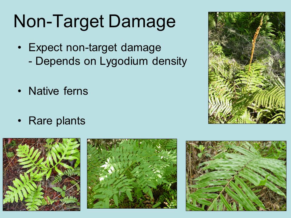 Non-Target Damage Expect non-target damage - Depends on Lygodium density Native ferns Rare plants