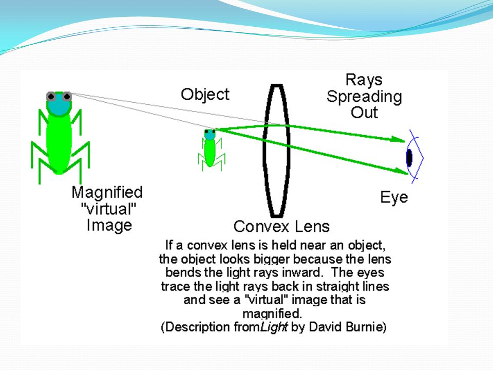 Convex lens make objects appear to be larger (magnify).