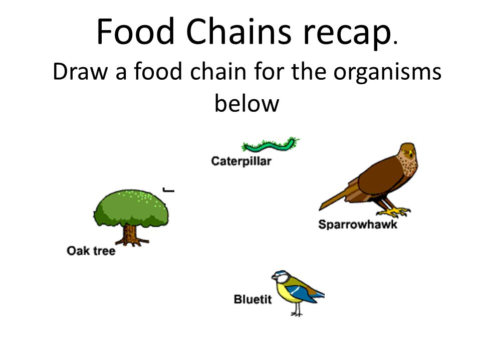 how it works this product is a stomach poison which dehydrates how the food chain works