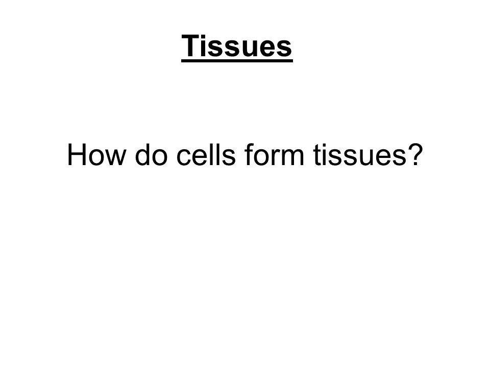 how do cells form tissues tissues using cell junctions ppt download how do cells form