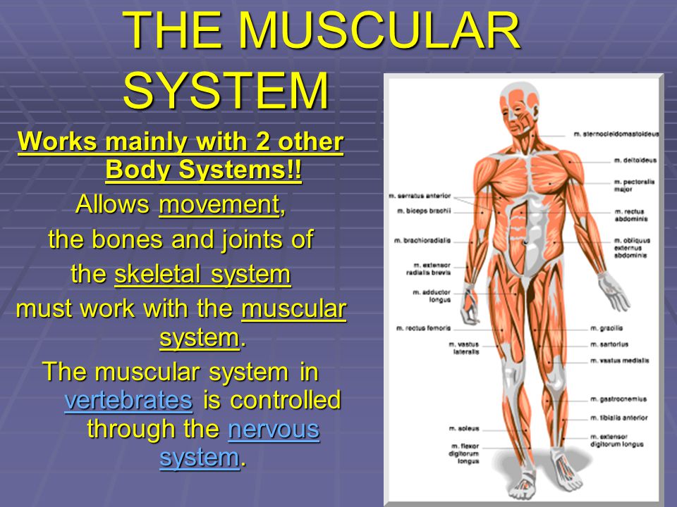 1 circulatory system heart blood vessels 2 respiratory system how the nervous system works with the muscular system