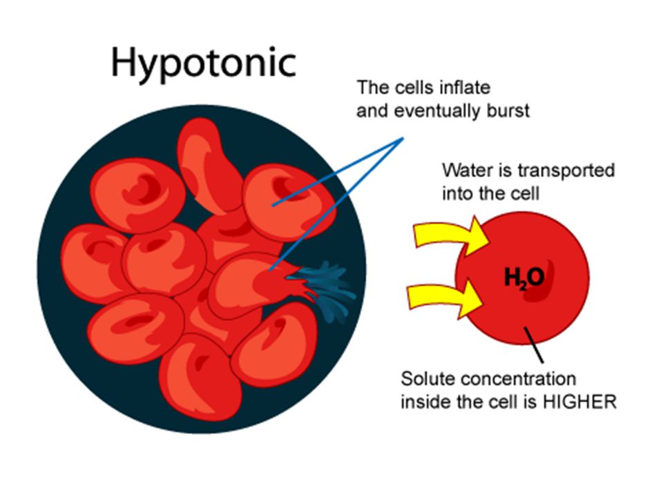 osmosis and red blood cells osmosis and red blood cells