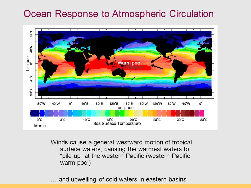 Winds cause a general westward motion of tropical surface waters, causing the warmest waters to pile up at the western Pacific (western Pacific warm pool) … and upwelling of cold waters in eastern basins Ocean Response to Atmospheric Circulation Warm pool
