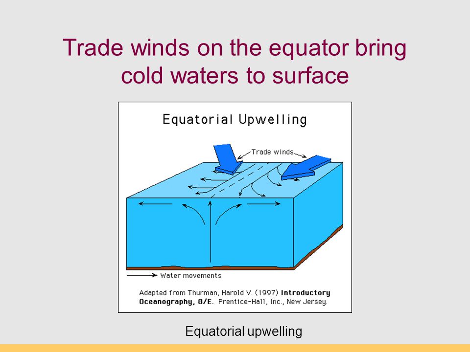Trade winds on the equator bring cold waters to surface Equatorial upwelling