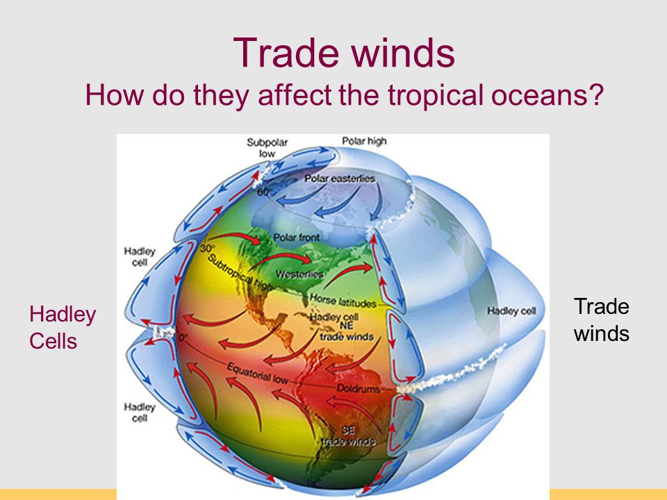 Trade winds How do they affect the tropical oceans Trade winds Hadley Cells