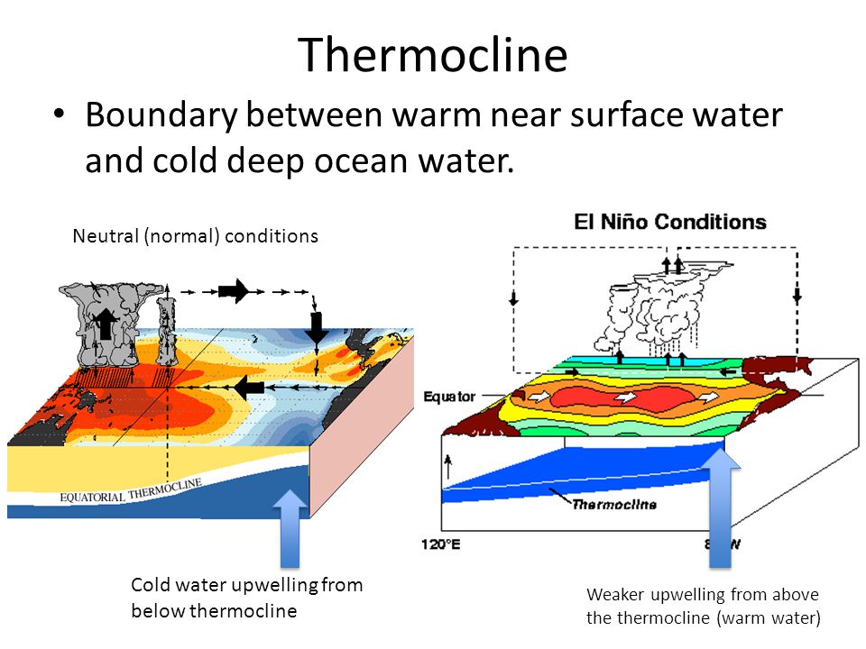 Thermocline Boundary between warm near surface water and cold deep ocean water.